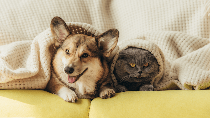 Pets Shop
