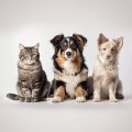 Pets